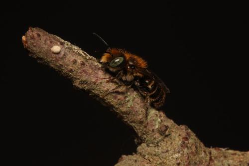 Réf. 330 909 : Osmia gallarum