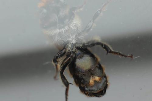 Osmia gallarum