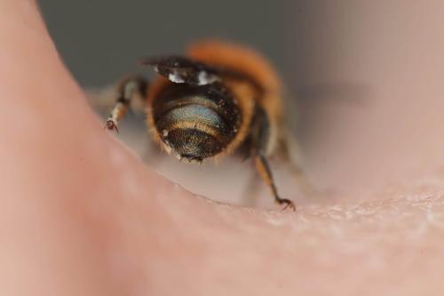 Réf. 330 910 : Osmia gallarum