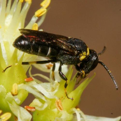 Réf. 330 058 : Hylaeus sp.