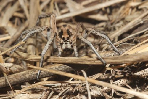 Réf. 330 797 : Lycosa munieri