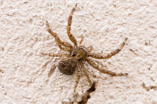 Réf. 330 142 : Xysticus sp.