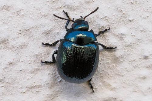 Réf. 330 569 : Chrysolina haemoptera