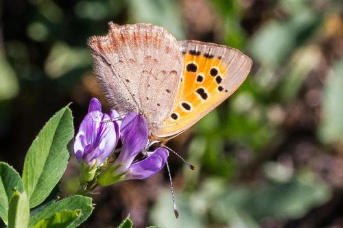 Lycaena phlaeas