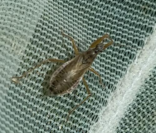 Réf. 330 269 : Nabis flavomarginatus