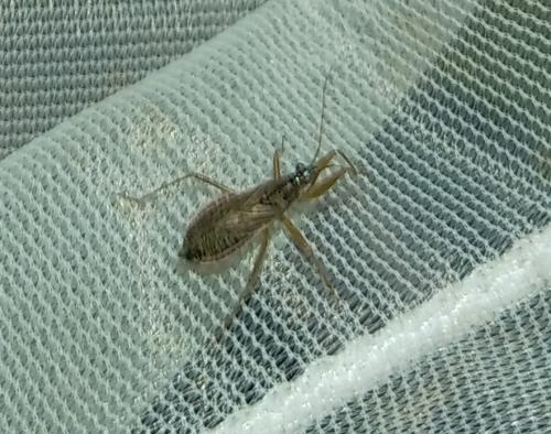 Nabis flavomarginatus