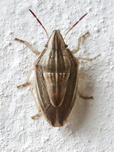 Réf. 330 096 : Aelia acuminata