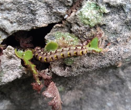Callopistria latreillei
