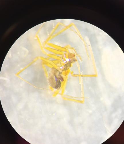 Réf. 330 362 : Palliduphantes sp.