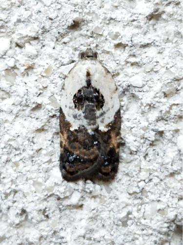 Réf. 330 823 : Acleris variegana