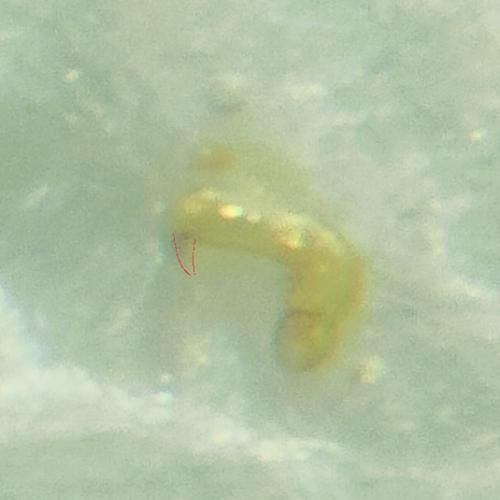 Réf. 330 835 : Orthoperus sp.