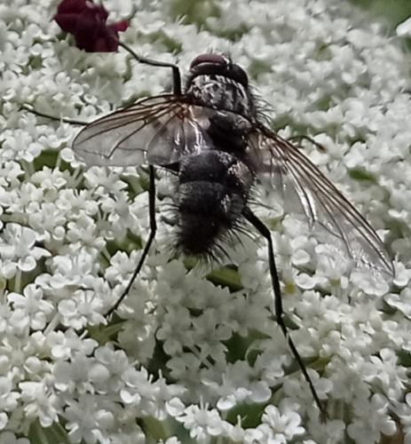 Dinera sp.
