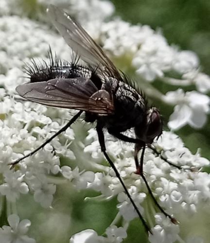 Dinera sp.