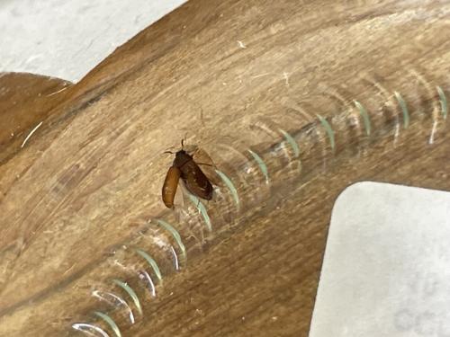 Attagenus smirnovi