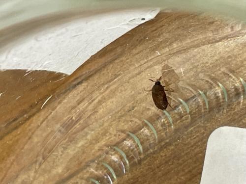 Attagenus smirnovi