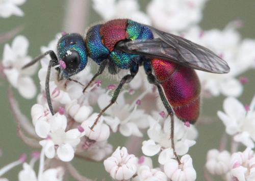 Réf. 330 787 : Chrysis gribodoi