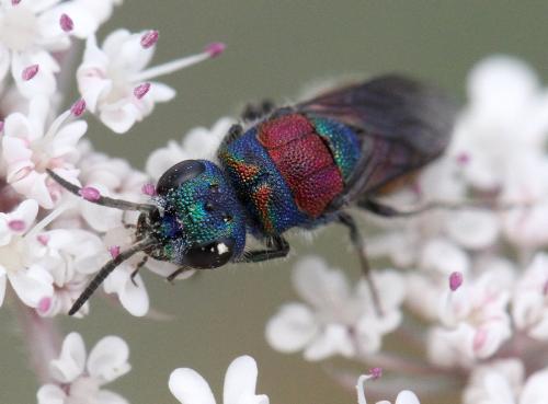 Réf. 330 788 : Chrysis gribodoi