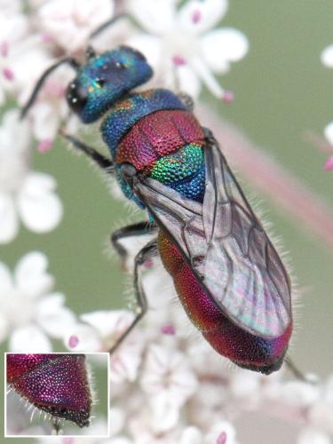 Réf. 330 789 : Chrysis gribodoi