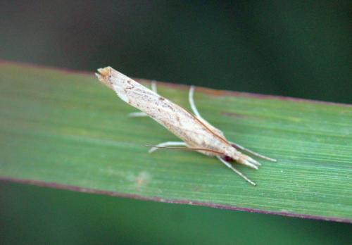 Pediasia contaminella