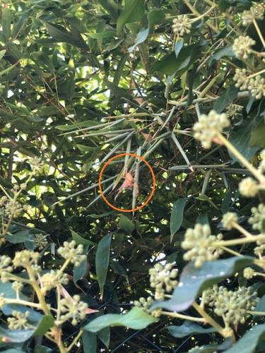 Araneus sp.