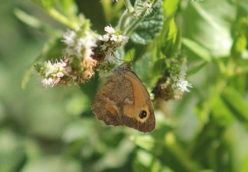 Réf. 330 182 : Pyronia tithonus