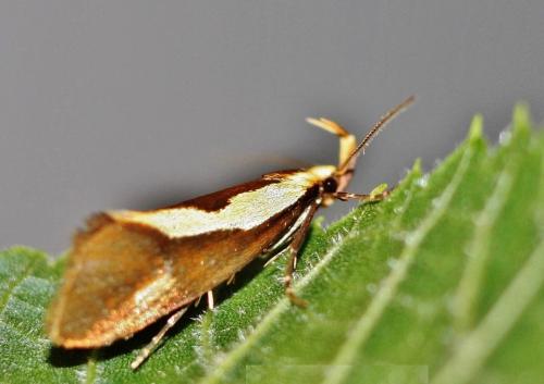 Harpella forficella