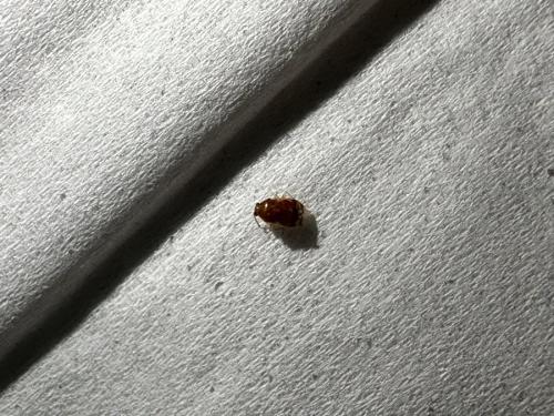 Deraeocoris lutescens