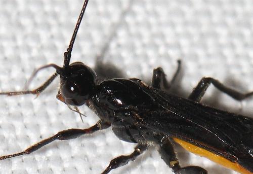 Atanycolus denigrator