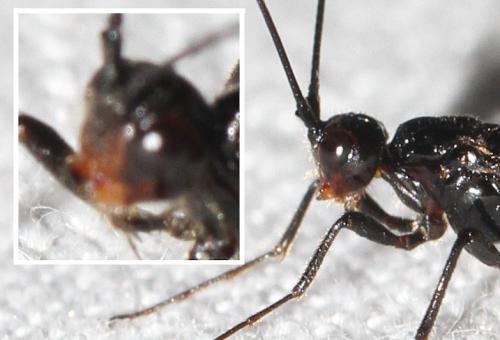 Atanycolus denigrator