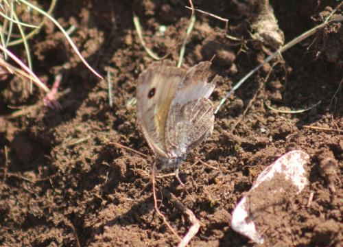 Arethusana arethusa