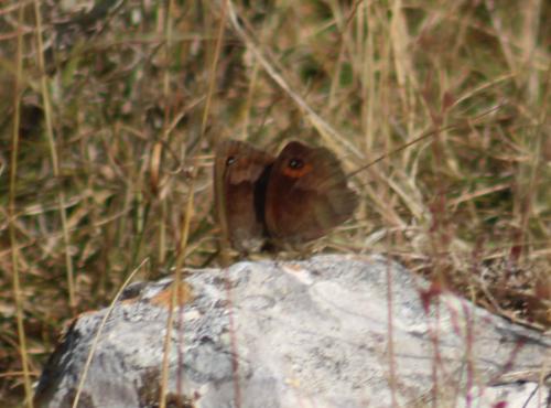 Erebia neoridas