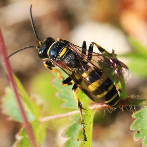 Réf. 330 748 : Gorytes planifrons