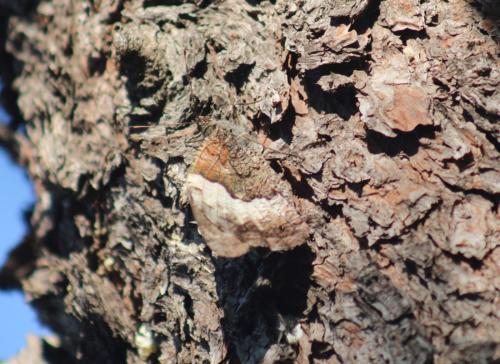 Réf. 330 570 : Hipparchia sp.