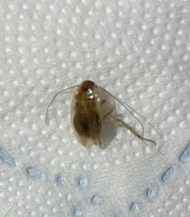 Planuncus vinzi