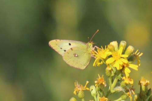 Colias croceus