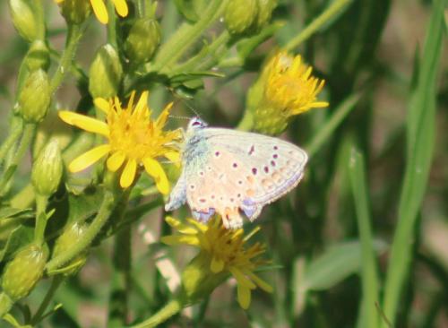 Polyommatus sp.