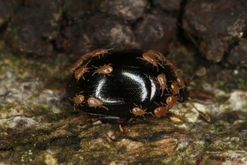 Cyllodes ater