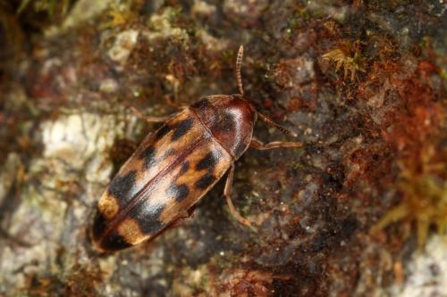 Réf. 330 253 : Orchesia undulata