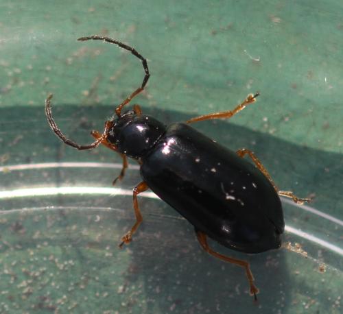 Réf. 330 359 : Luperus longicornis