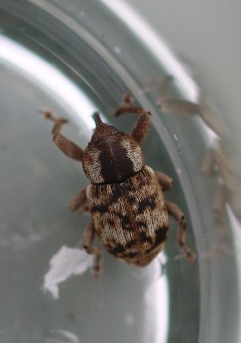 Réf. 330 871 : Pachytychius sparsutus