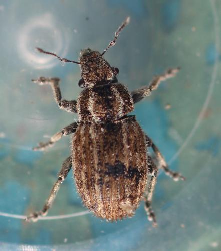 Réf. 330 246 : Strophosoma faber