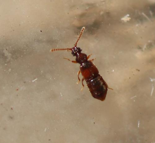Réf. 330 701 : Faronus lafertei