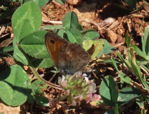 Réf. 330 360 : Coenonympha pamphilus