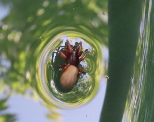 Dysdera sp.