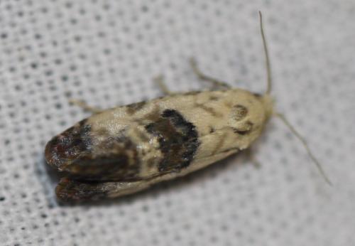 Réf. 330 734 : Cochylis posterana