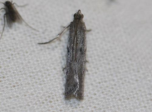 Réf. 330 862 : Phycitodes sp.