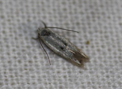 Elachista sp.