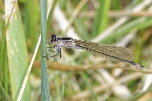 Ischnura elegans