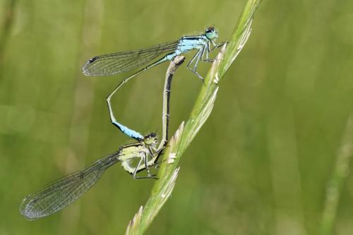 Ischnura elegans
