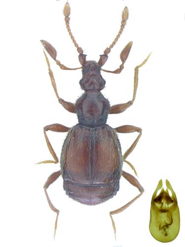 Linderia armata